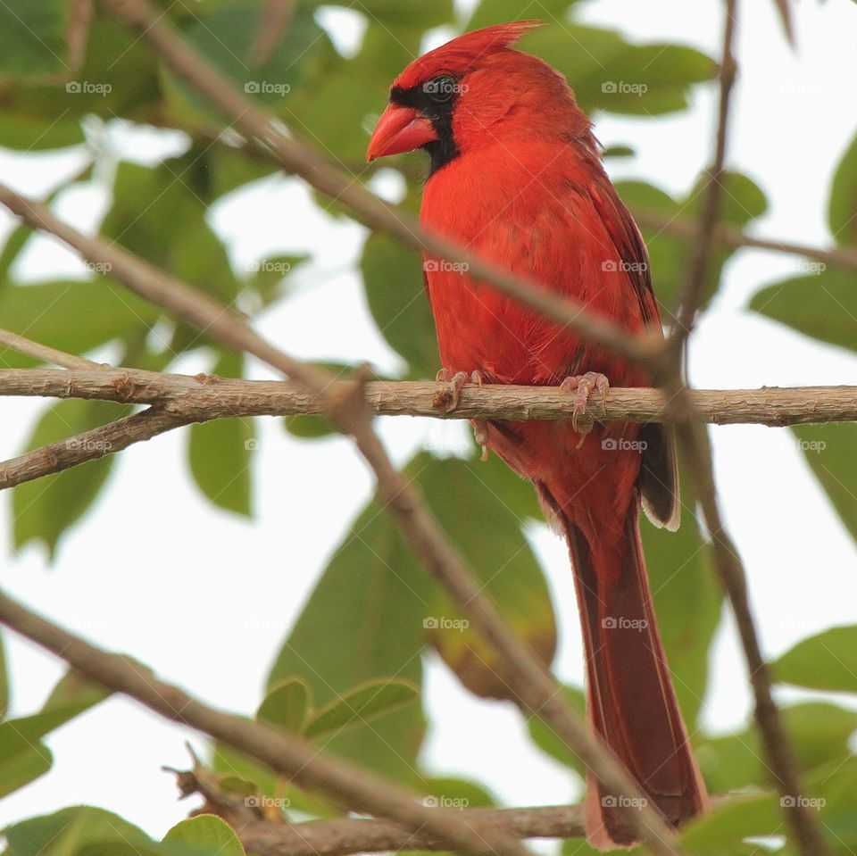 Perched Cardinal