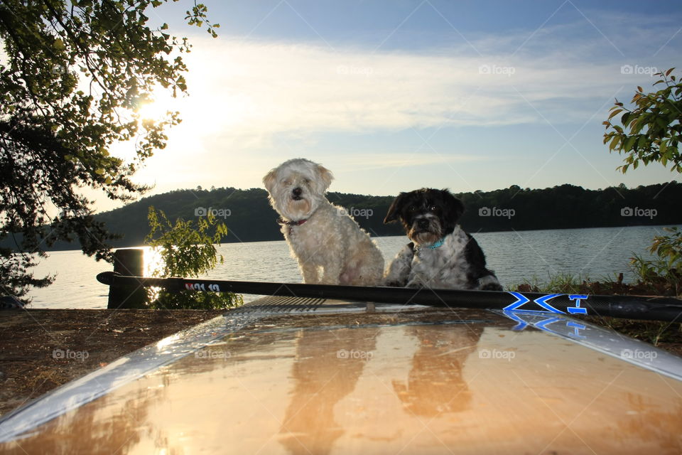 When the dogs are ready to go paddle boarding :)