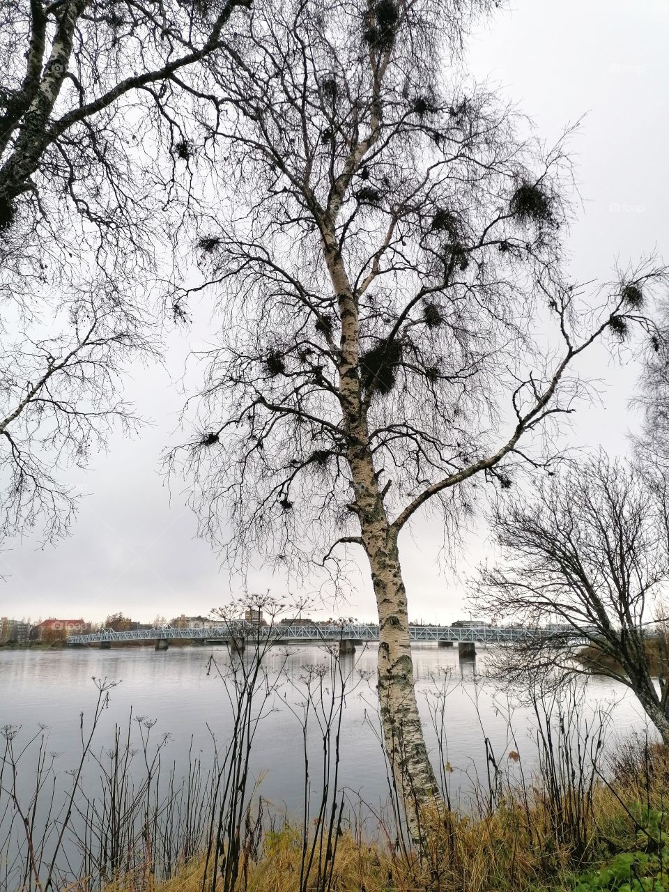 Birch has a lot of taphrina betulina