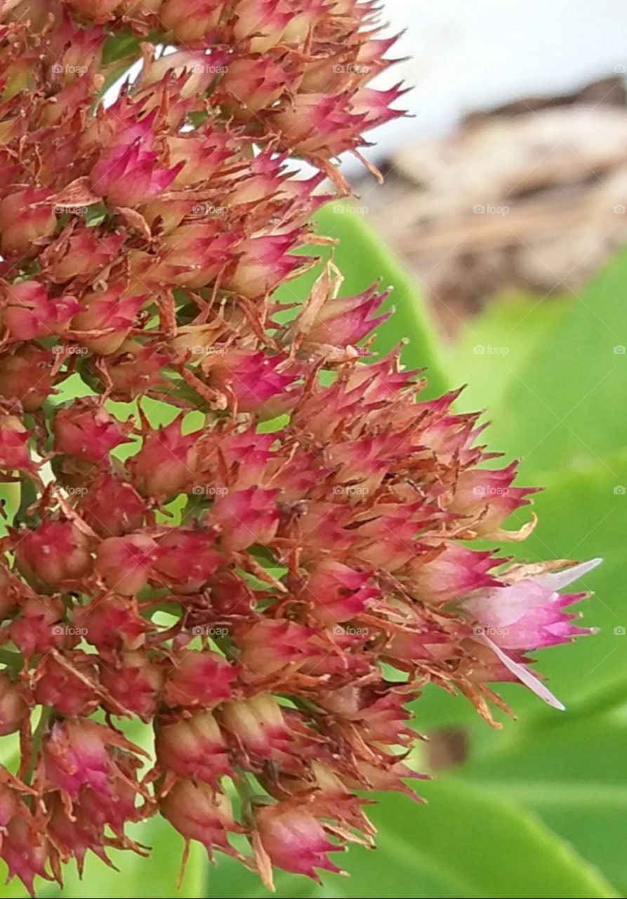 flowers pinks reds green in the Fall