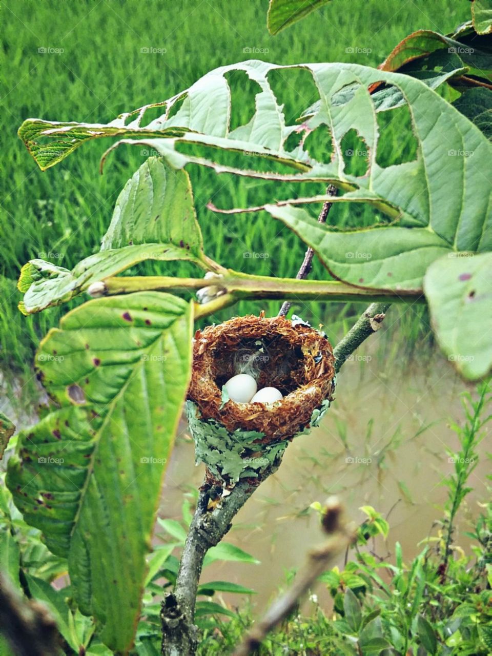 Os futuros filhotes que voarão desajeitados pela primavera imatura.