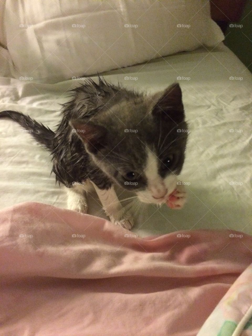 Wet kitten