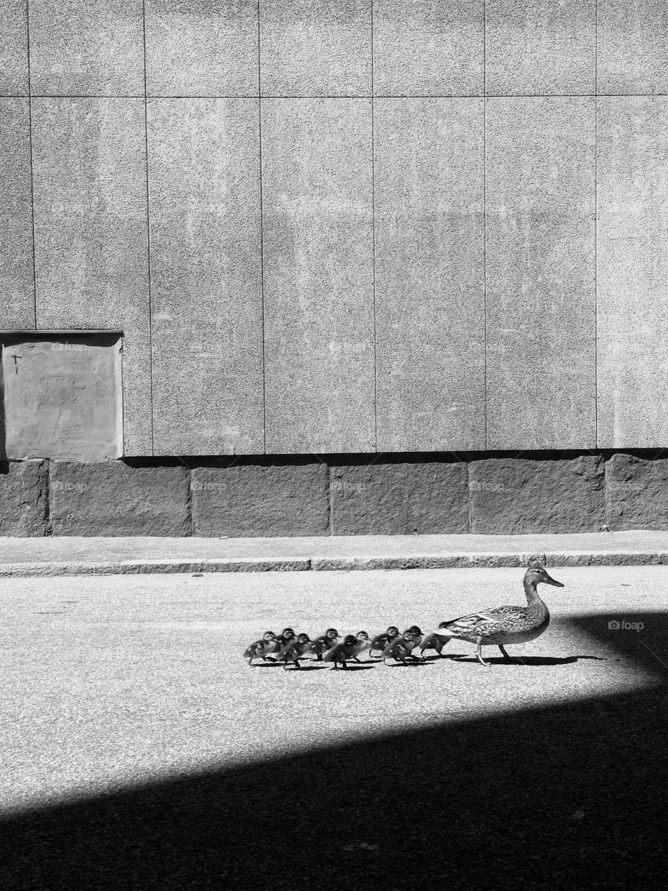 Still life the duck style