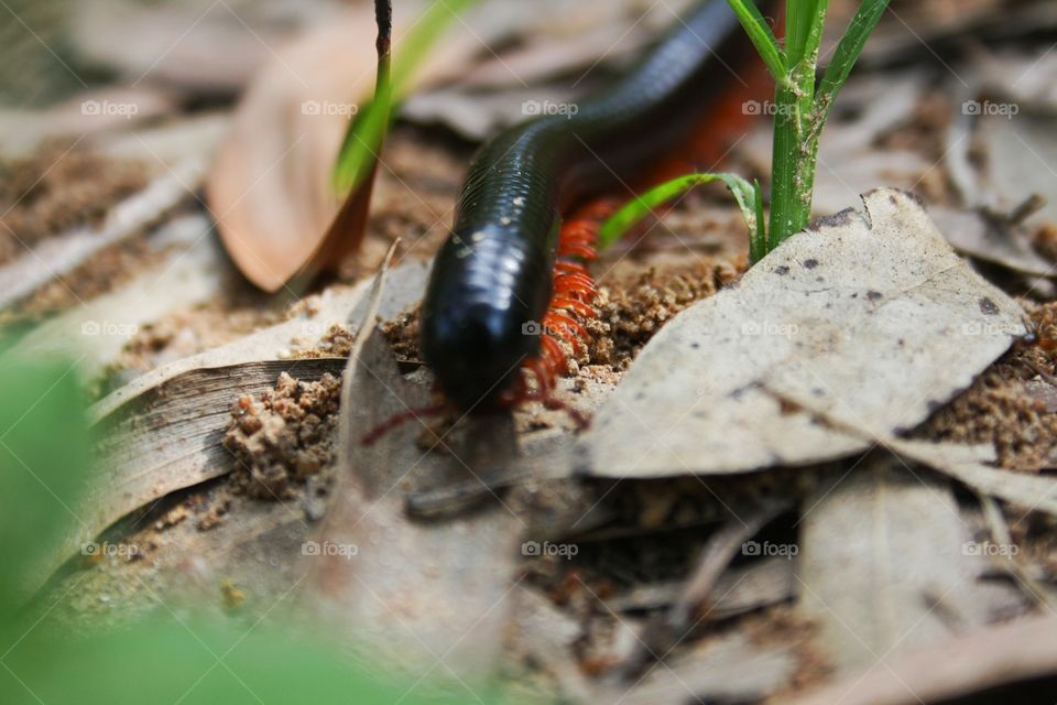 A Brown worm