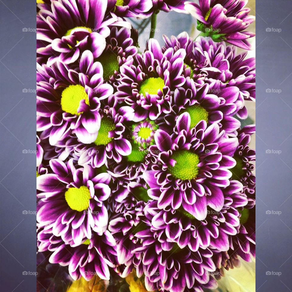 Comfy Flowers. #Flowers #purple #yellow #green  #art #photography #SilverSpringMD #MD