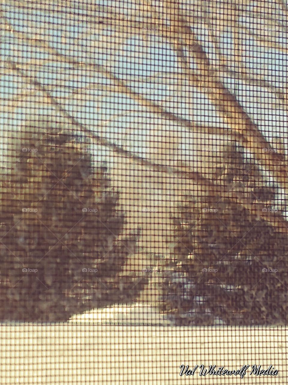 two trees screen shrubs sky blue snow winter