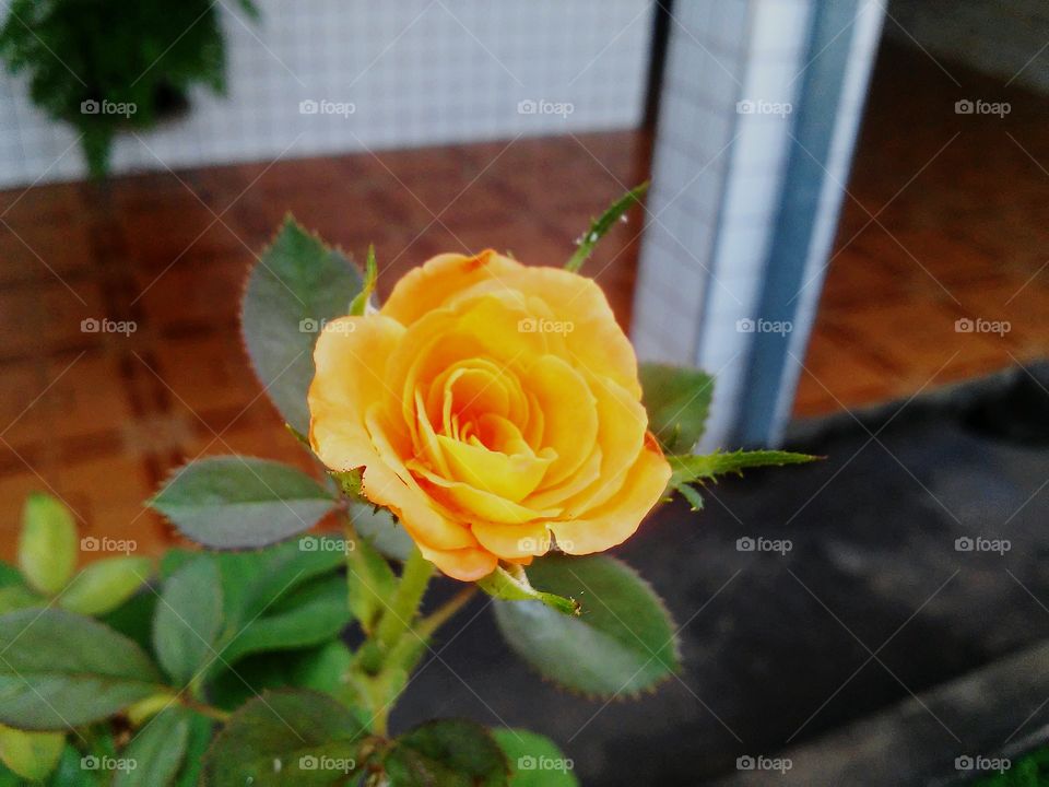 Orange rose blooming at outdoors
