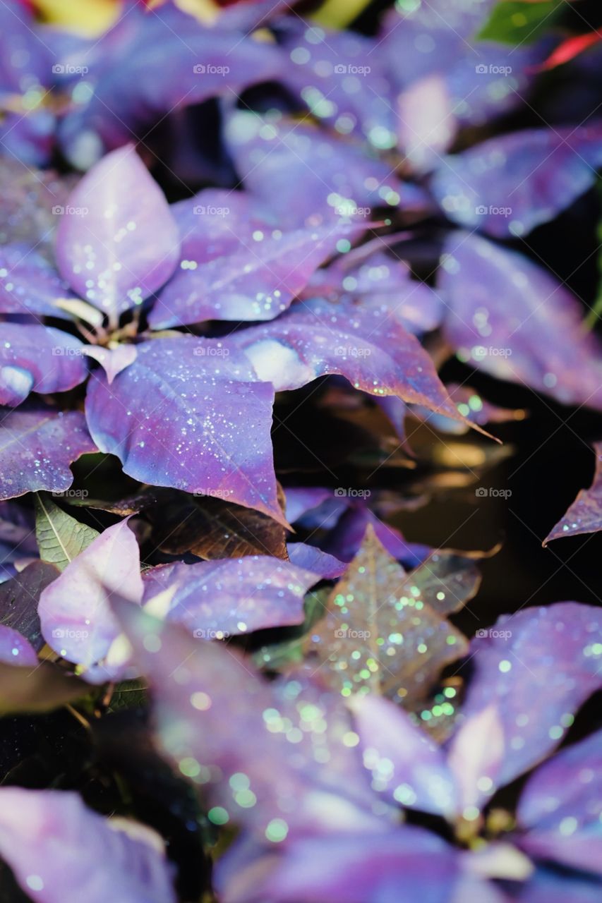 Purple Poinsettias For Christmas 