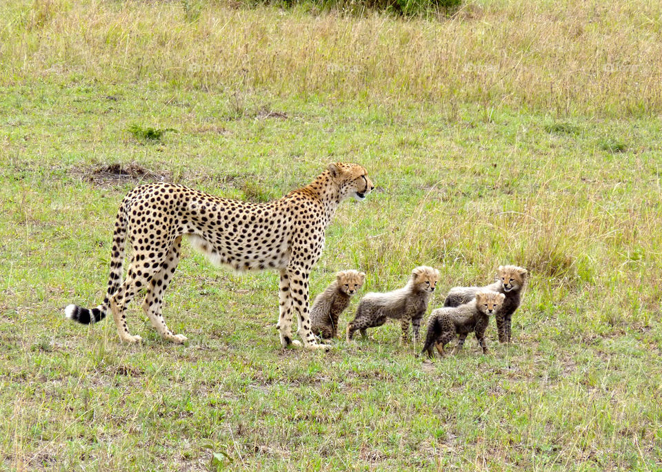 mammals animals kenya babies by trvldeb07
