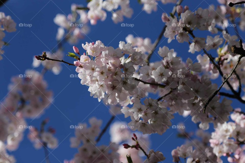 Cherry Blossom