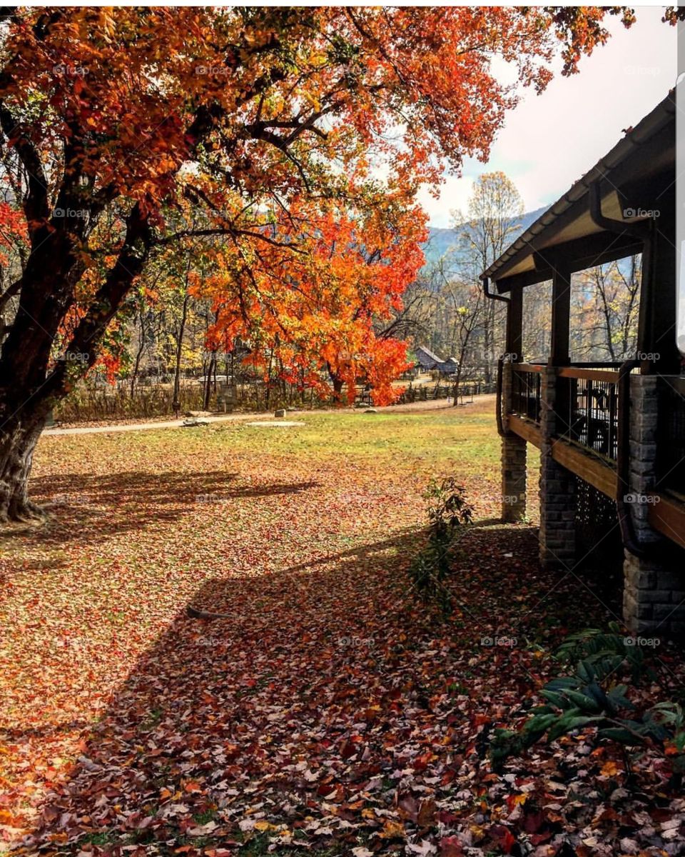 cabin in the mountains fall Autumn leaves scenery