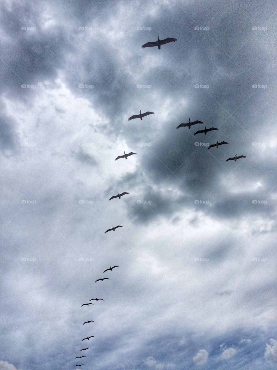 A flock of pelicans is flying overhead on a grey day in a v formation. 