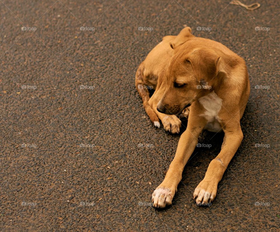 Animal photography  - puppy