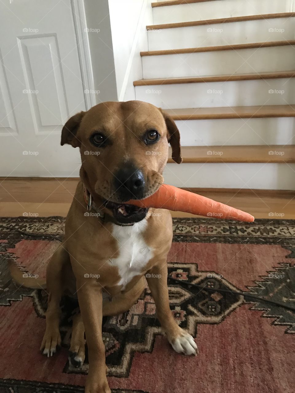 Dog with carrot