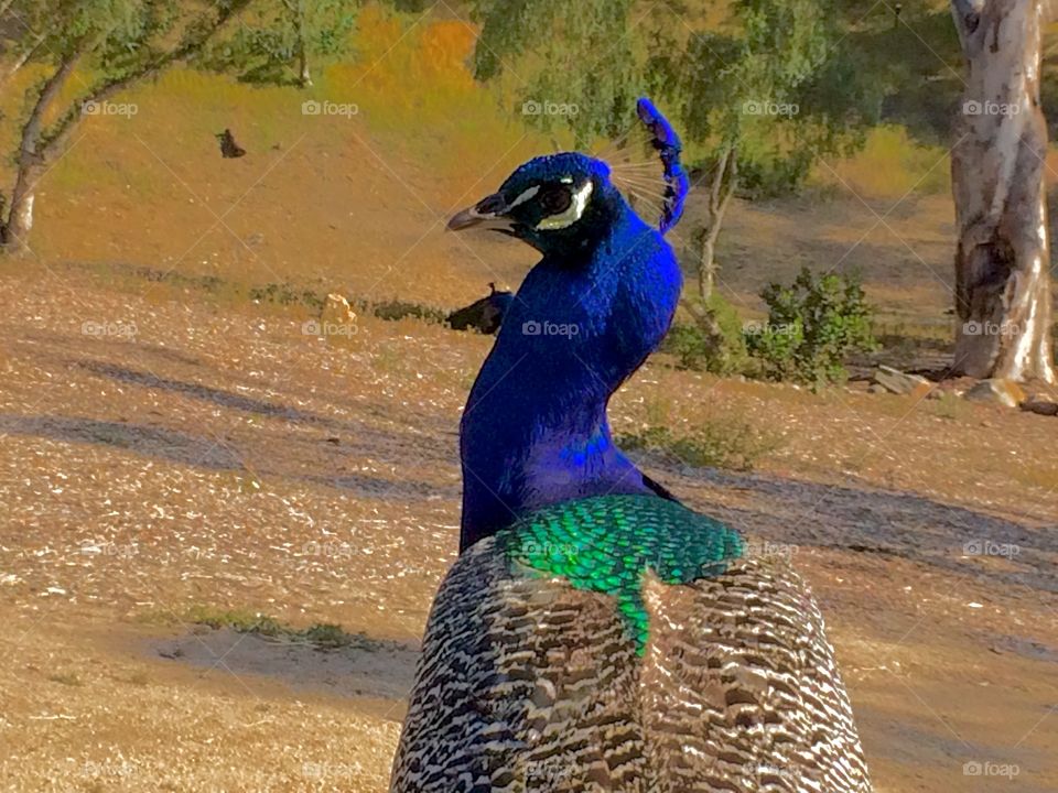 Peacock