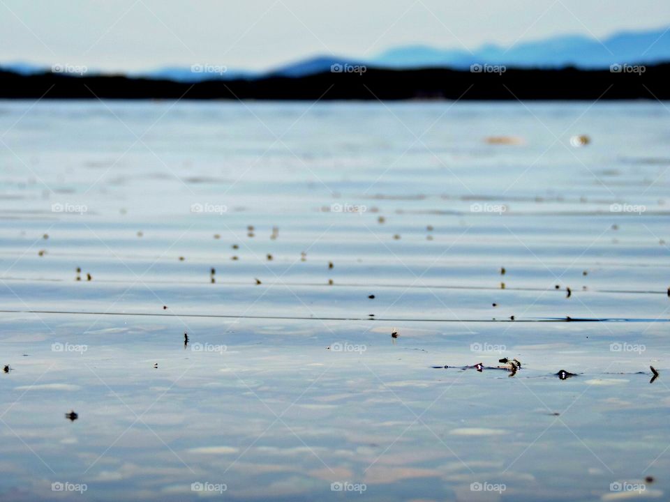 Lake Champlain. A scene of the surface from the Vermont side of the lake