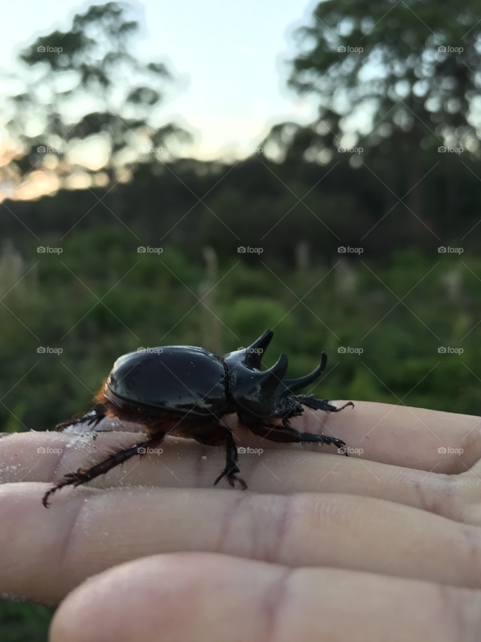 Found a Dung beetle 