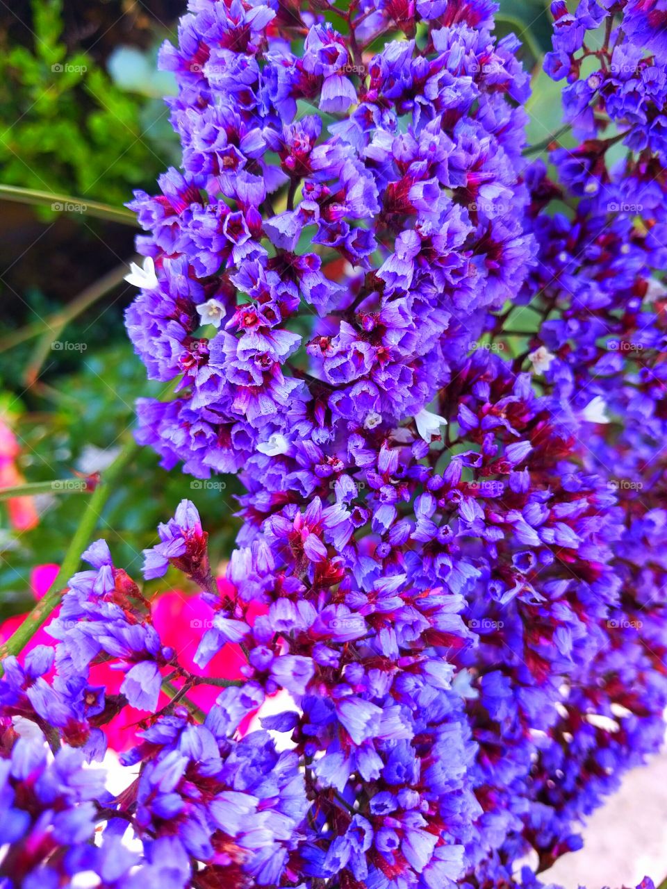 Purple flowers