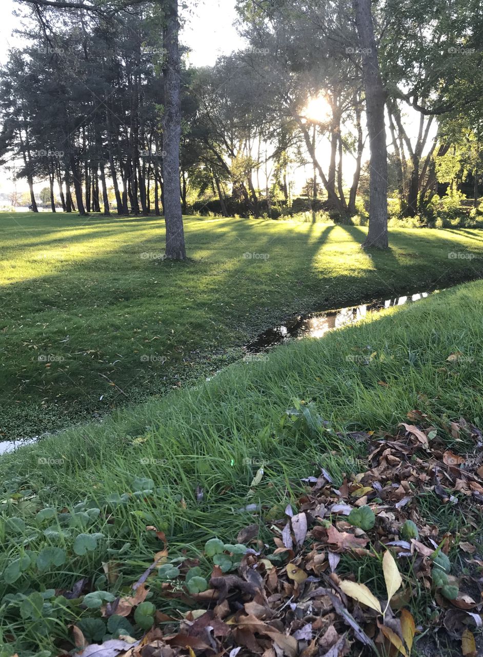 Sun shining through trees in a park