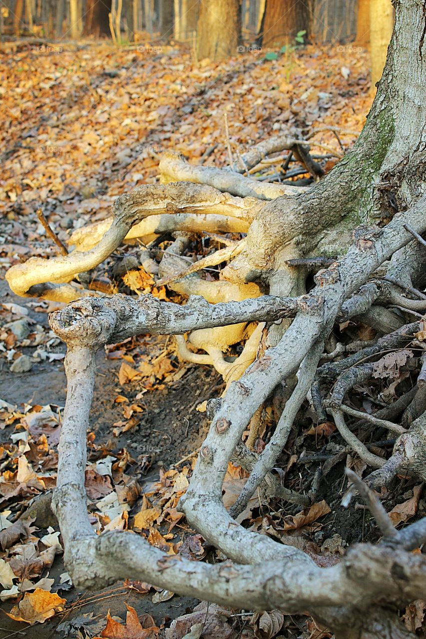 Seasons change and so does nature. The creek in forest preserve ran dry and tree roots exposed