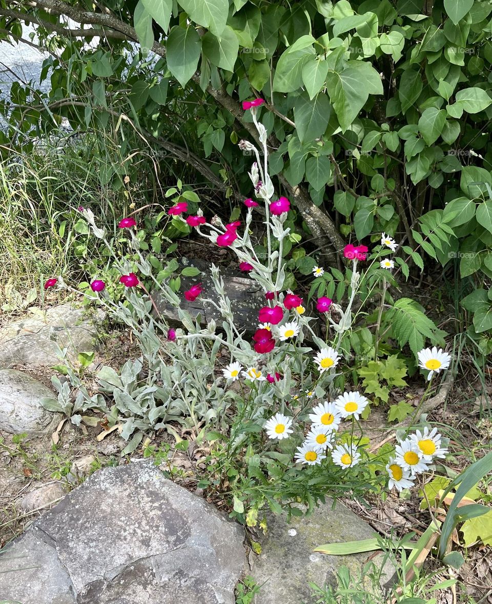 Rose Campions and Daisies 