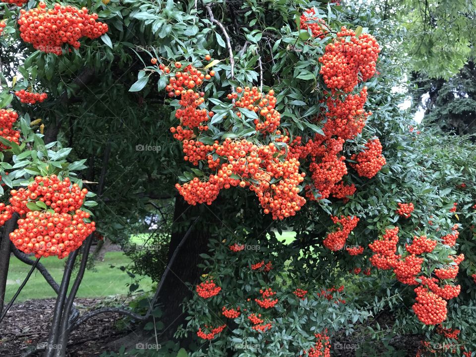 Tree, Flower, Shrub, Garden, No Person