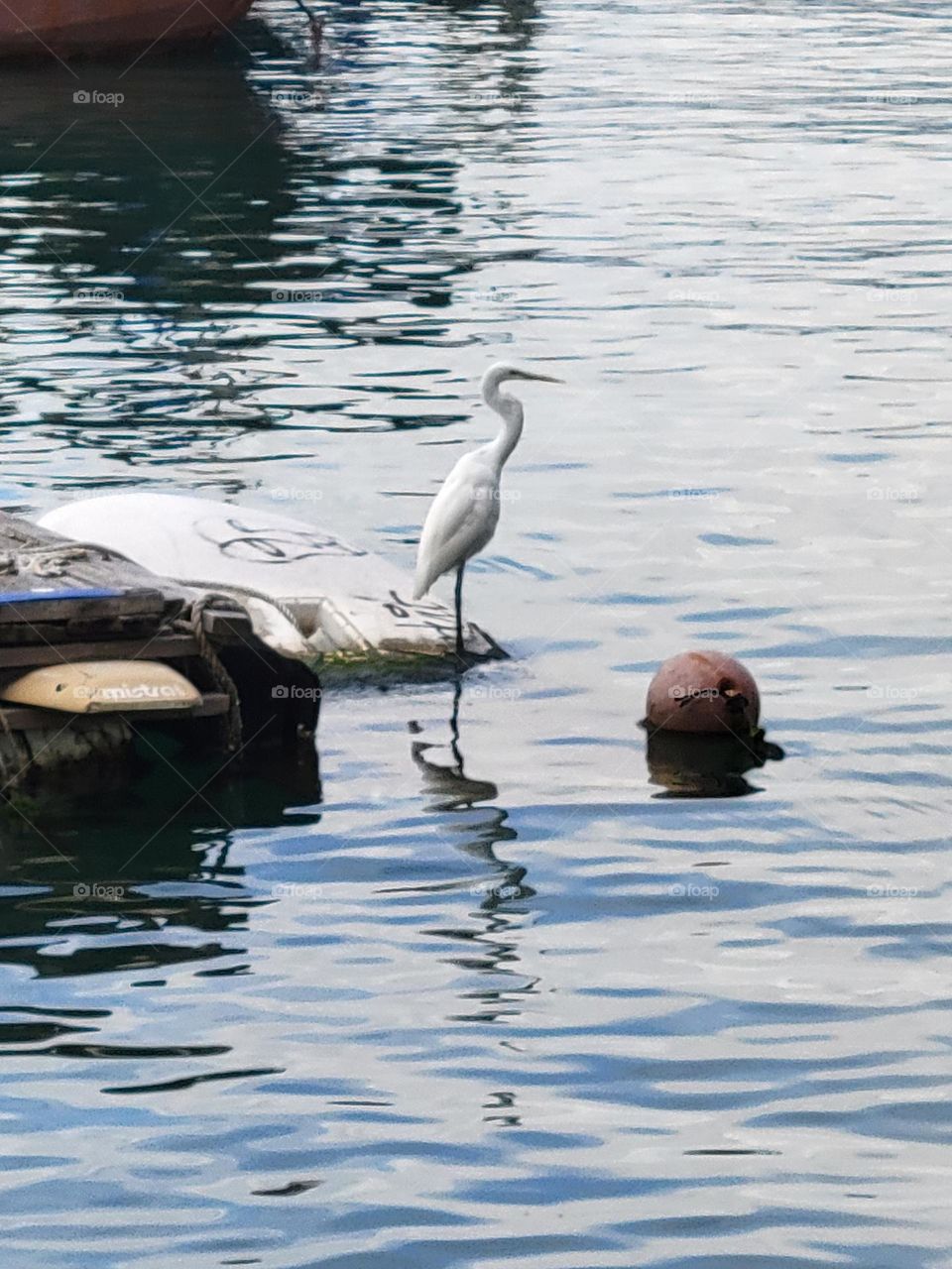 Egret at Hong Kong Typhoon Shelter