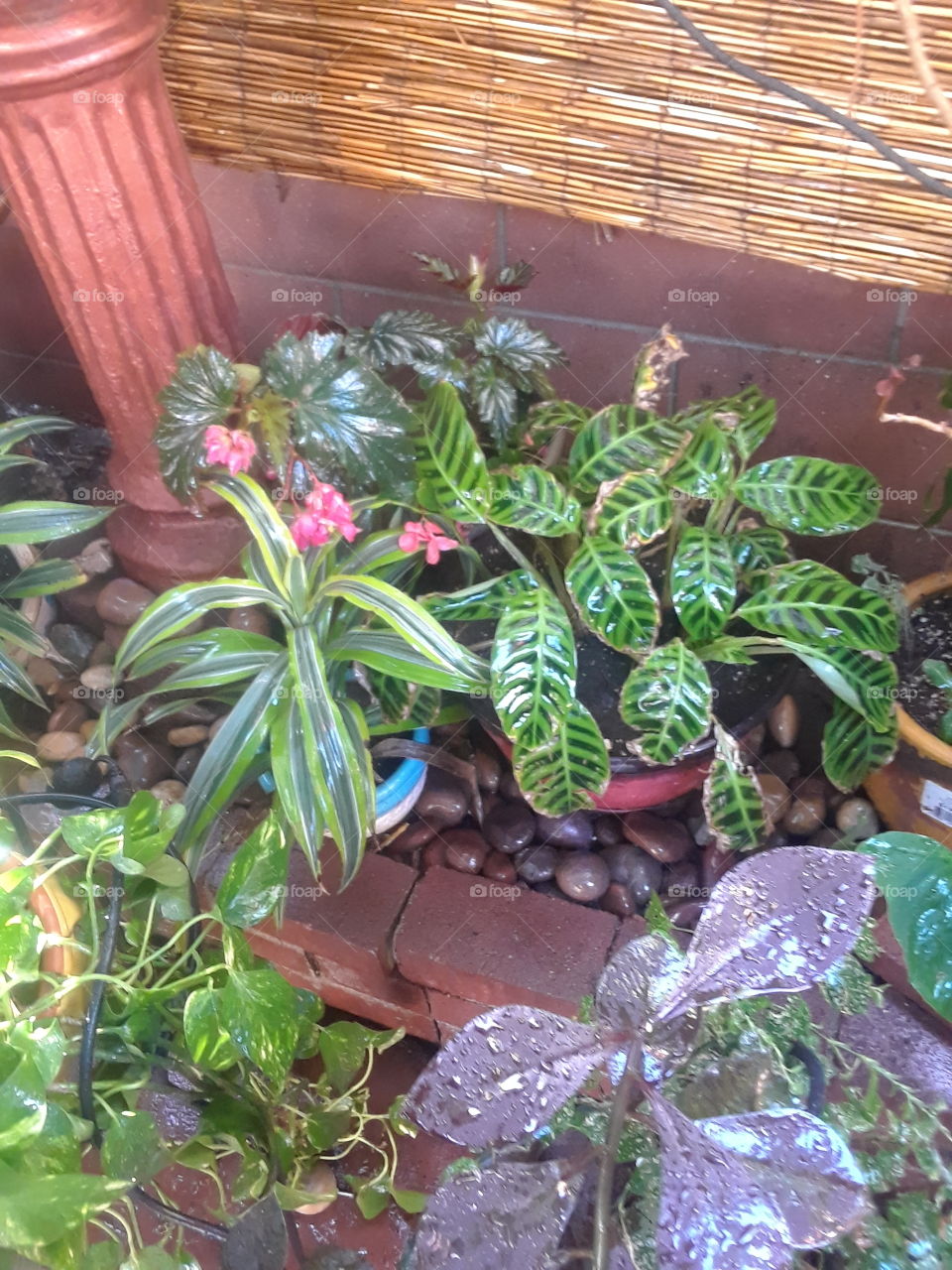 Flora, Flower, Greenhouse, Pot, Leaf
