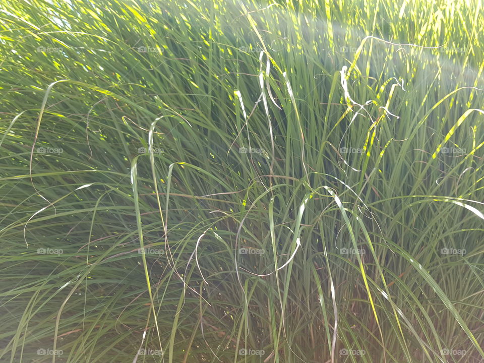 grass