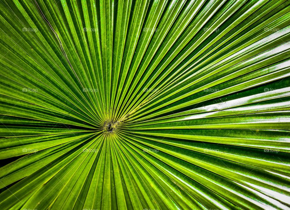 Palm frond fan detail