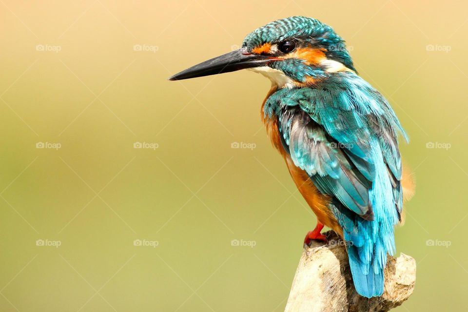 blue and brown bird on brown tree trunk

Blue Kingfisher