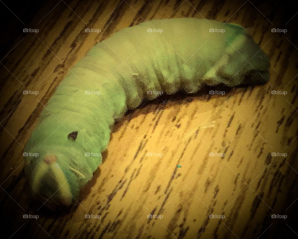 Caterpillar