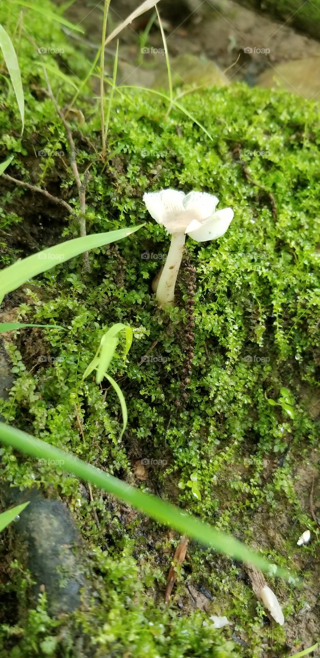 Mushroom Amongst the Moss
