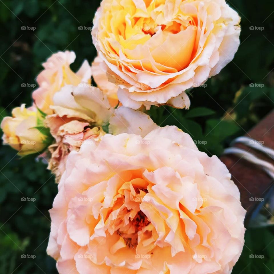 peach roses