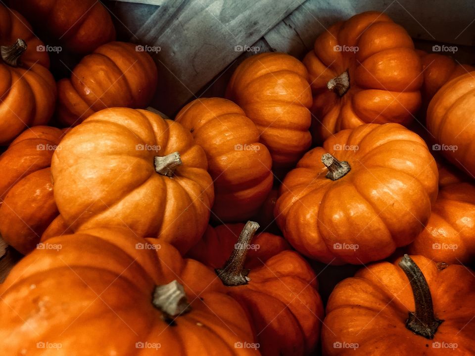 Autumn Pumpkins 
