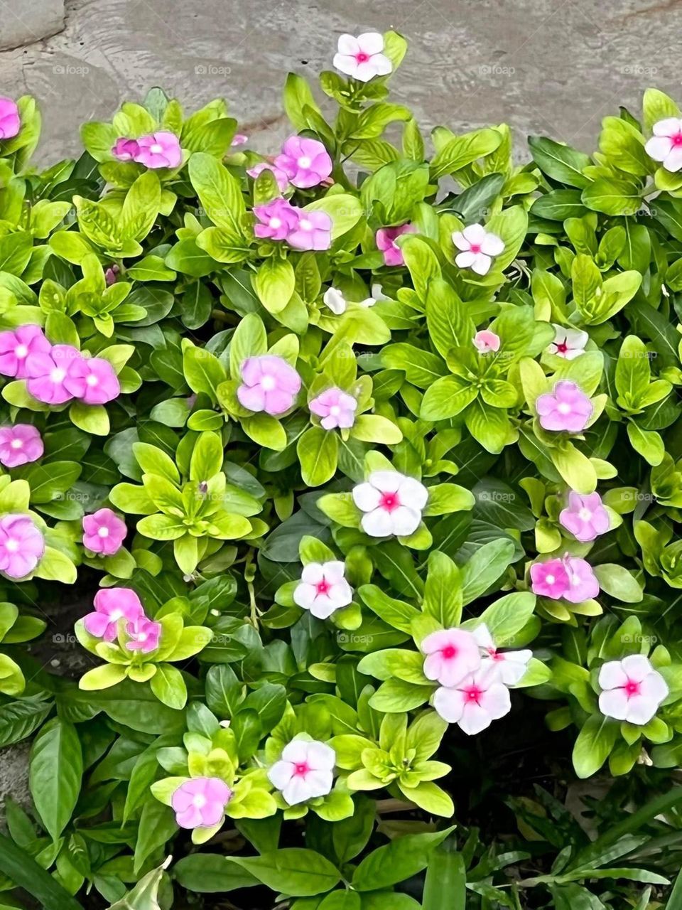 Catharanthus roseus➰