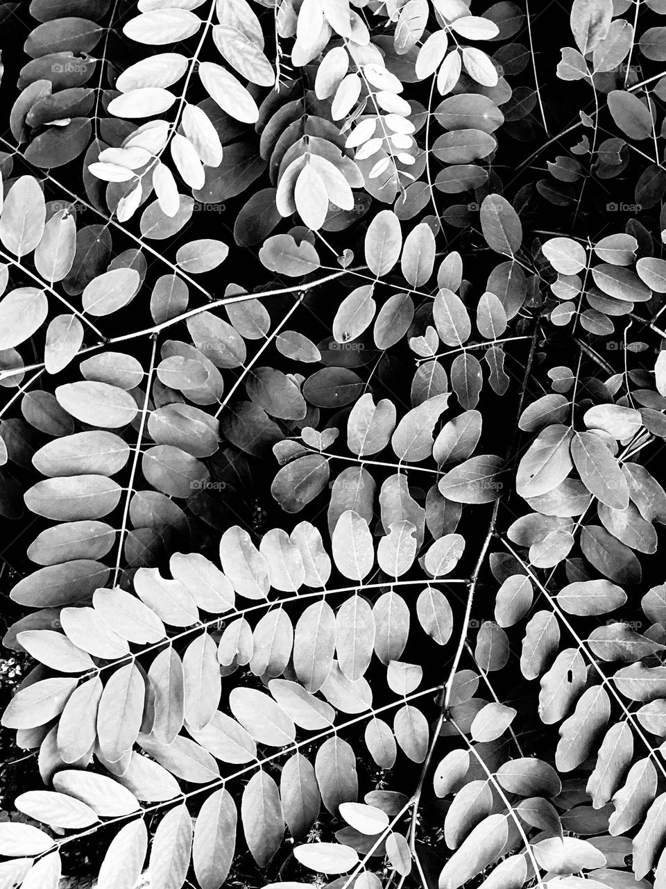 B&w fern