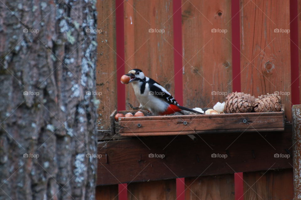 A beautiful bright woodpecker with red feathers chooses a bigger nut