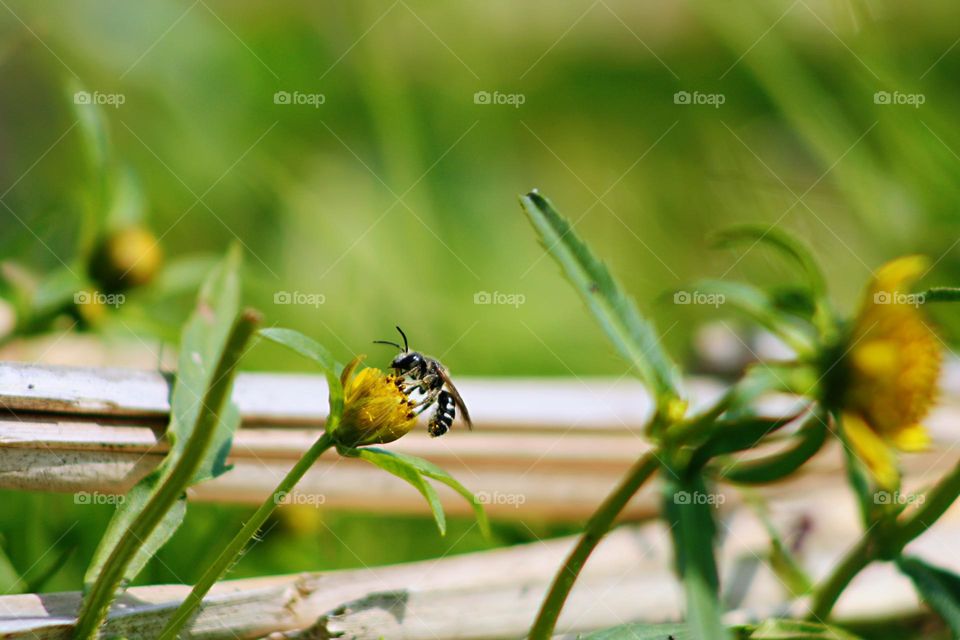 Bee