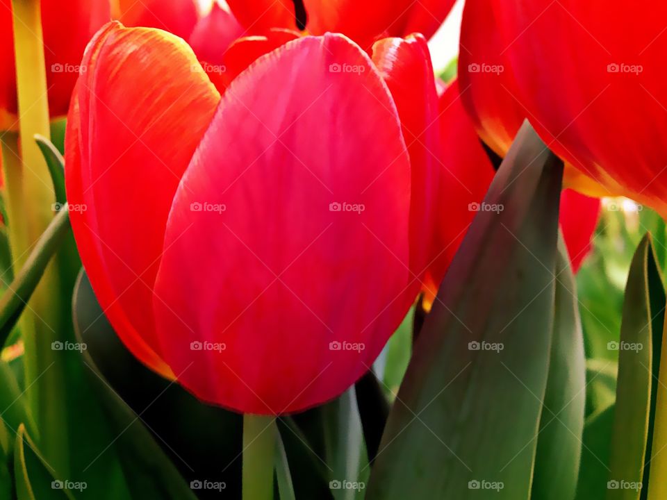 Red tulips