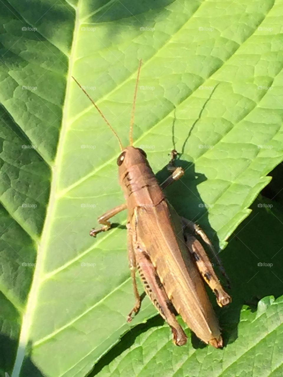 Hoppy hoppy grasshopper