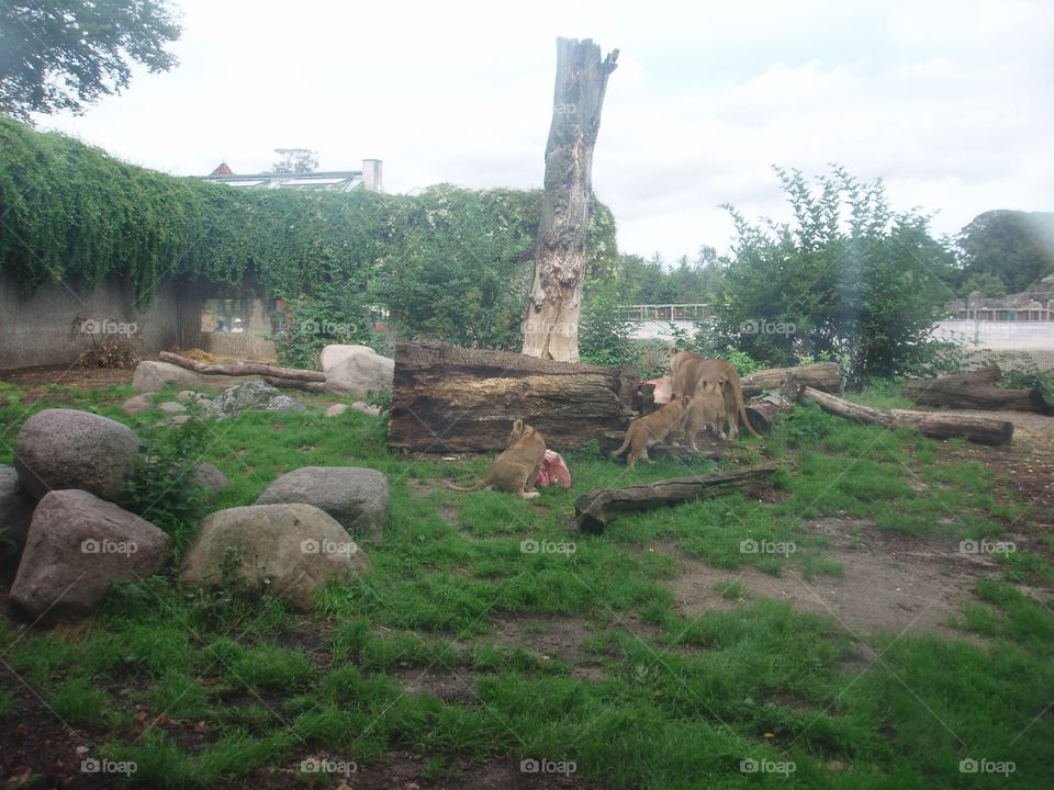 Lions 