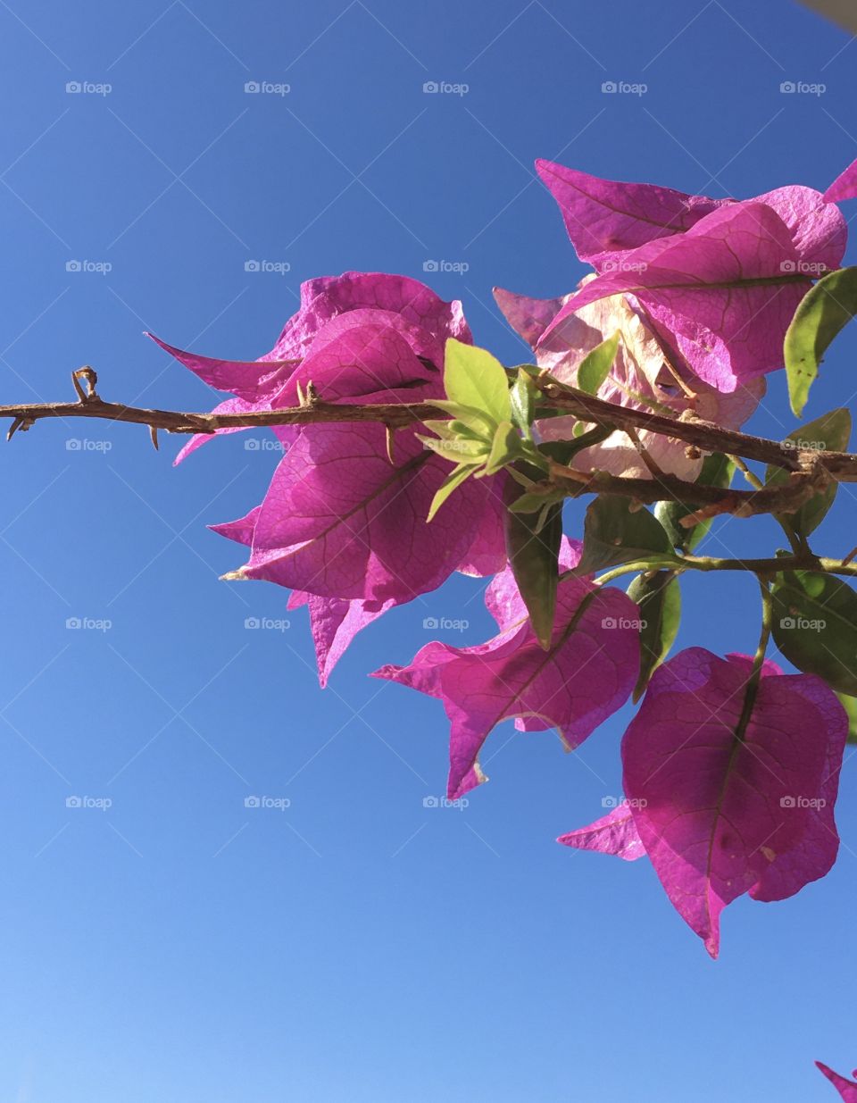 Bougainvillea on great blue sky
