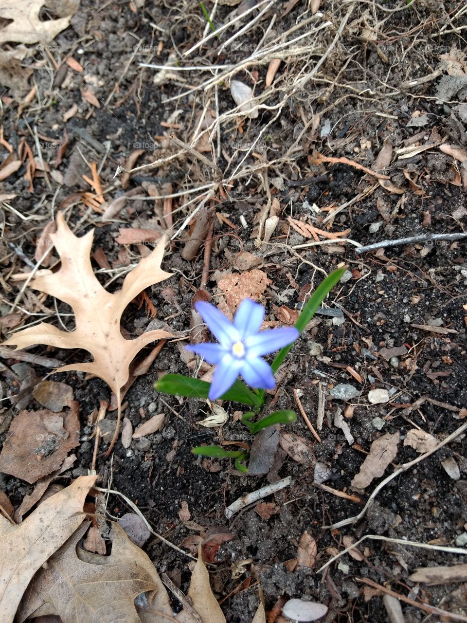 Blu flower and leaf
