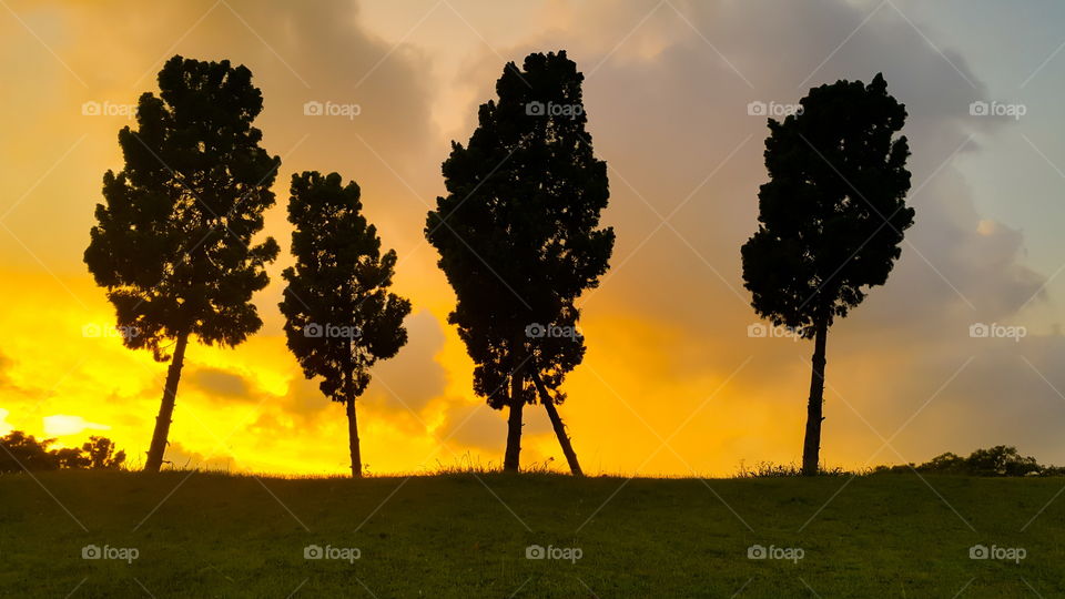 silhouette tree on sunset time