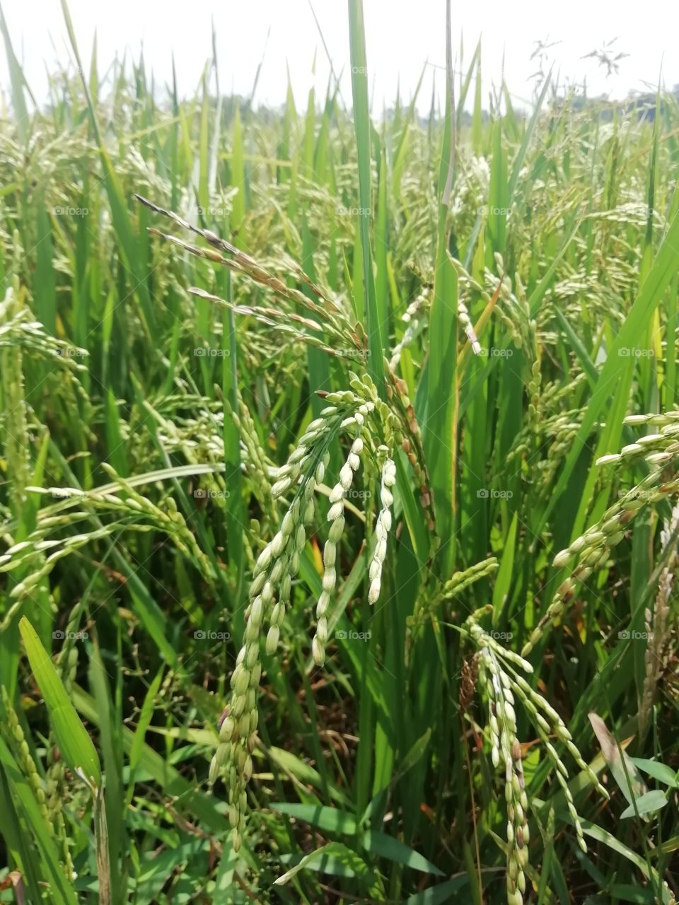 Rice plants # seeds