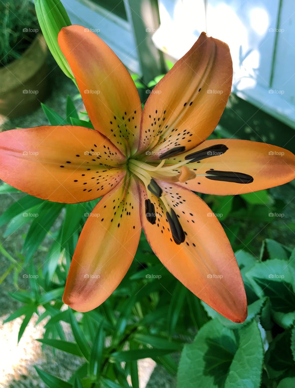 Tiger Lily 