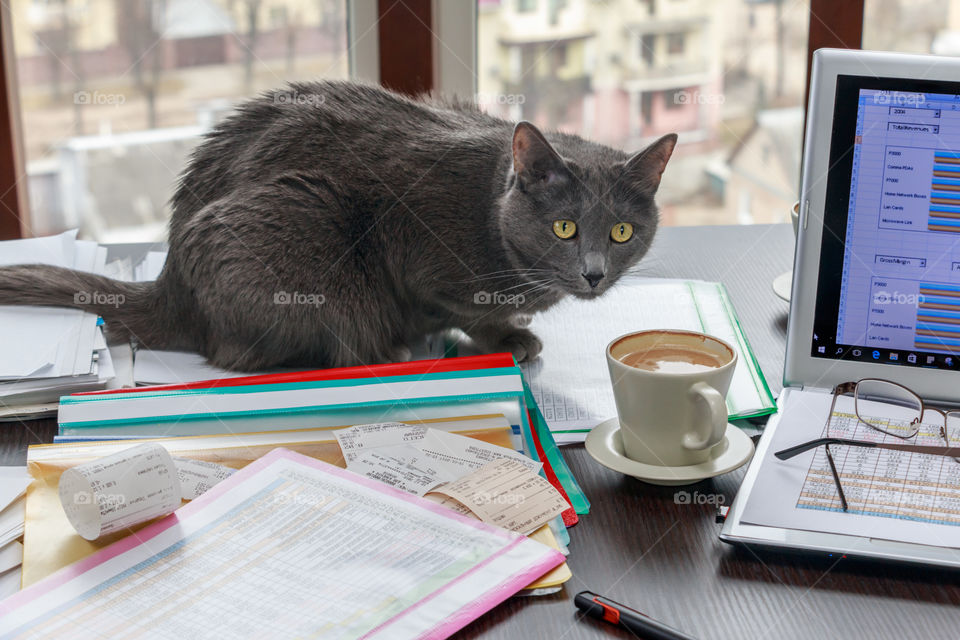 cat on the messy desk