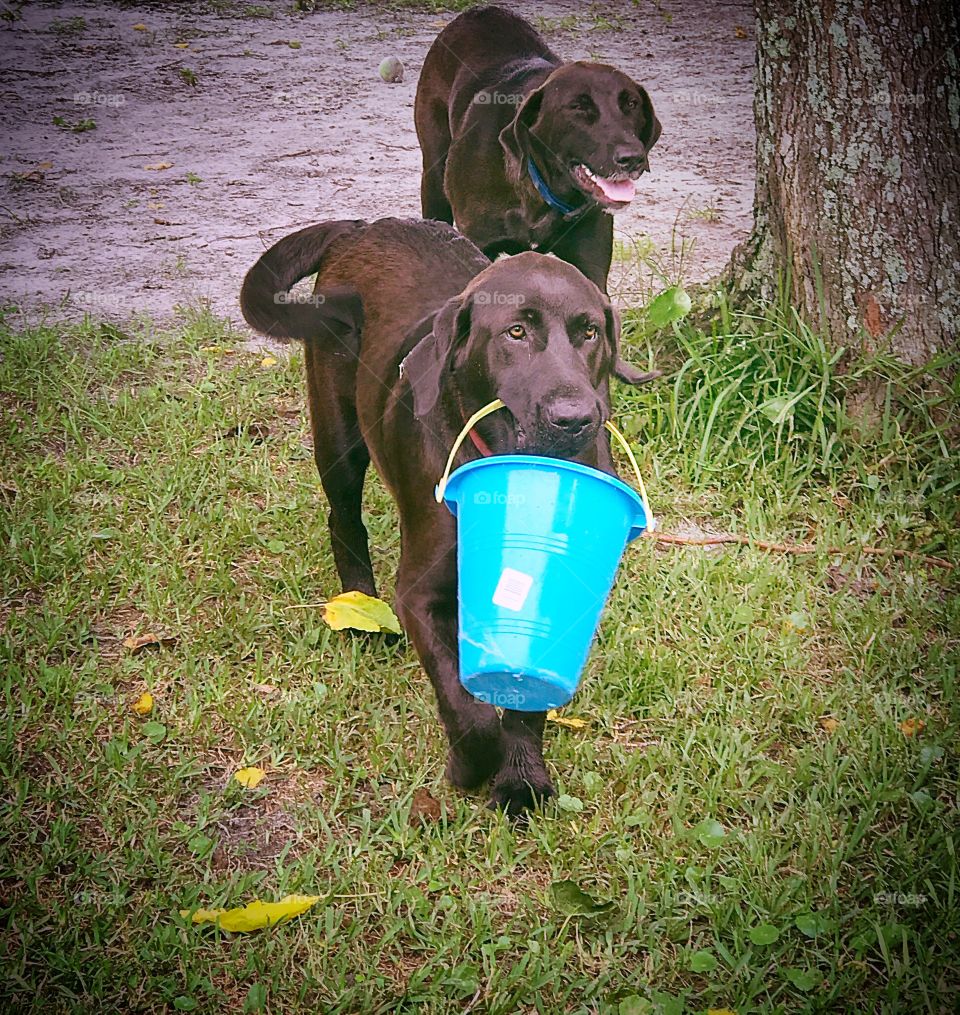 Chocolate lab