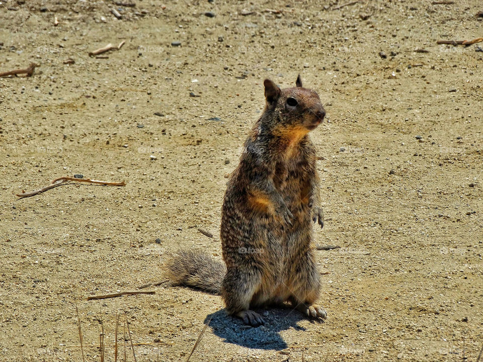 Squirrel standing up on hind legs